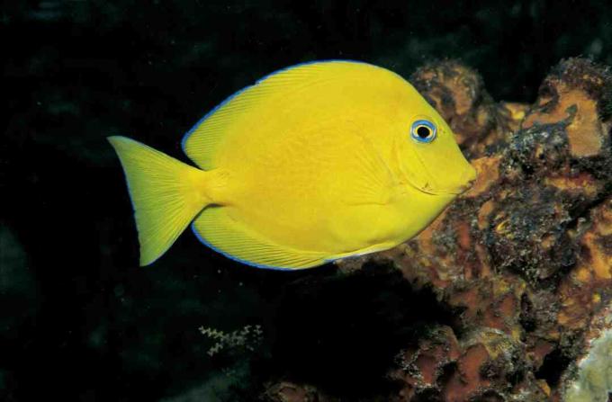 Nepilngadīgais zilais tangs (Paracanthurus hepatus)