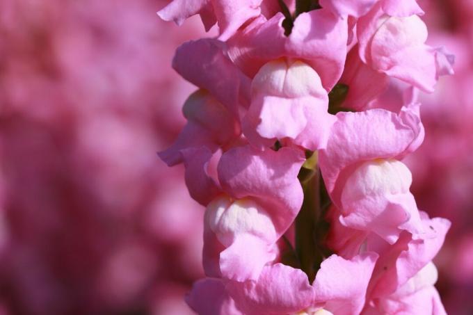 Rozā Snapdragons