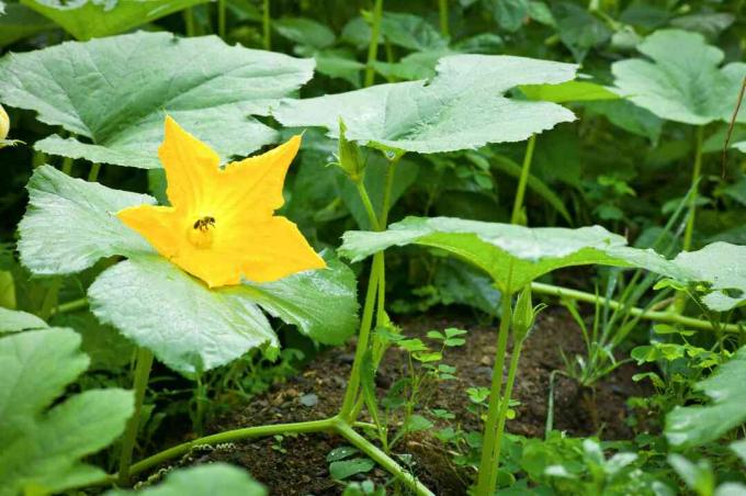 Skvosu Cucurbita Spp Majdzivibas Vesture